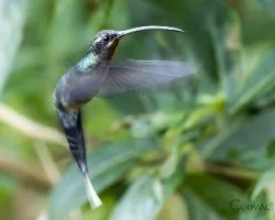 Phaethornis guy