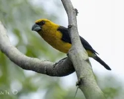 Pheucticus tibialis