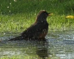 Turdus rufiventris