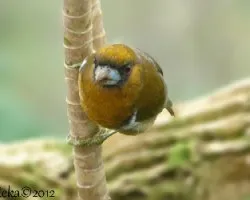 Semnornis frantzii