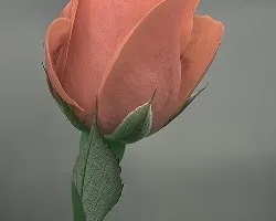 Delicadeza
