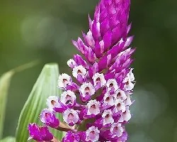 Fucshia y blanco