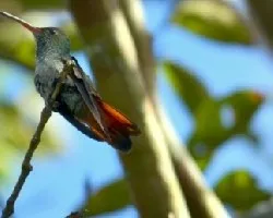 Amazilia tzacatl