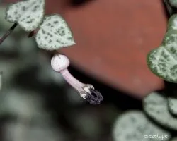 Ceropegia woodii