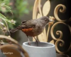 Turdus rufiventris