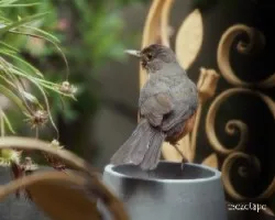 Turdus rufiventris