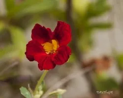 Tropaeolum majus