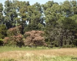 Albizia julibrissin