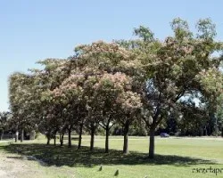 Albizia julibrissin