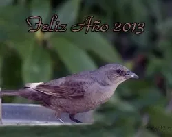 Feliz año 2013