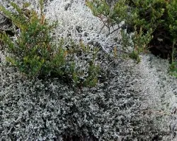 MUSGO BLANCO