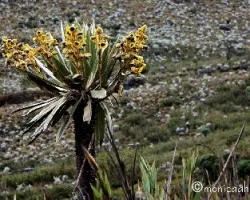 Espeletia