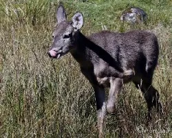 Odocoileus virginianus 