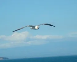 Gaviota