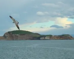 Gaviota