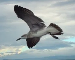 Gaviota