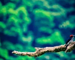 Melanerpes formicivorus