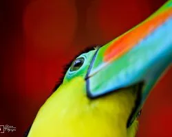 Ramphastos sulfuratus