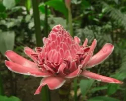 Etlingera eliator