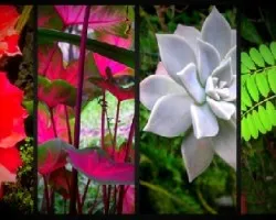 Collage 2