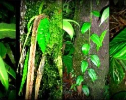Verde collage