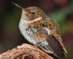 Selasphorus flammula