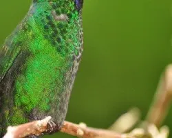 Heliodoxa jacula