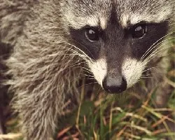 Procyon lotor