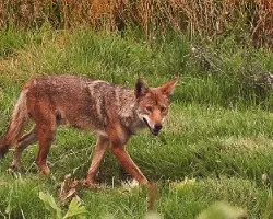 Canis latrans