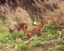 Canis latrans