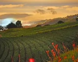 Tierras altas