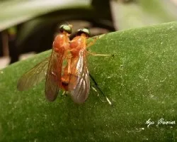 Ophion sp ( Ichneumon )