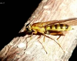 Ophion sp ( Ichneumon suspicious )