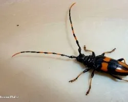 Trachyderes (Dendrobia) mandiibularis