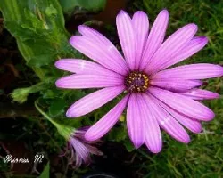 Osteospermum fruticosum = Dimorphoteca fruticosa    