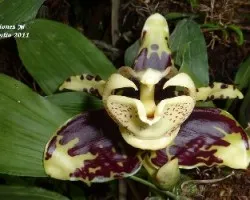 Stanhopea tigrina 