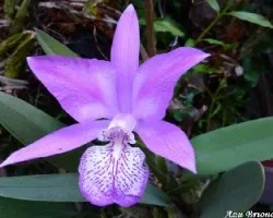 Laelia speciosa