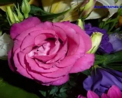 Para Momi, Moci, Ananaca y Chus