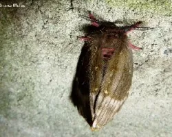 Lasiocampa trifoli