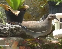 Zenaida auriculata