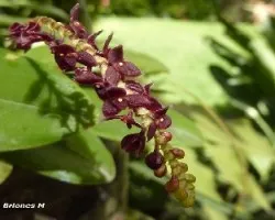 Stelis ciliare