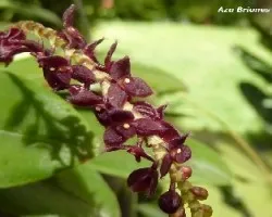 Stelis ciliare
