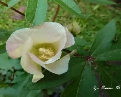 Gossypium mexicanum o Gossypium religiosum