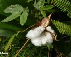 Gossypium mexicanum o Gossypium religiosum
