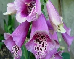 Digitalis purpurea