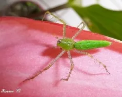Orthus sp
