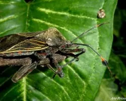 Acanthocephala confraterna