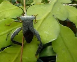 Acanthocephala confraterna