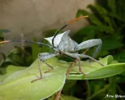 Acanthocephala confraterna