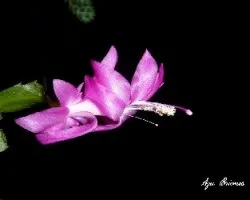 Schlumbergera truncata = Zygocactus truncatus